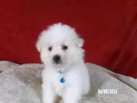 Larry - Blue, a male American Eskimo for sale in Anderson, SC – Photo 3 of 10