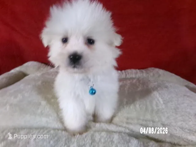 Larry - Blue – American Eskimo puppy for sale in Anderson, SC