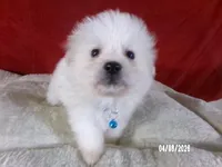 Larry - Blue, a male American Eskimo for sale in Anderson, SC – Photo 4 of 10