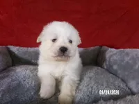 Larry, a male American Eskimo for sale in Anderson, SC – Photo 2 of 4