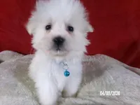 Larry - Blue, a male American Eskimo for sale in Anderson, SC – Photo 5 of 10