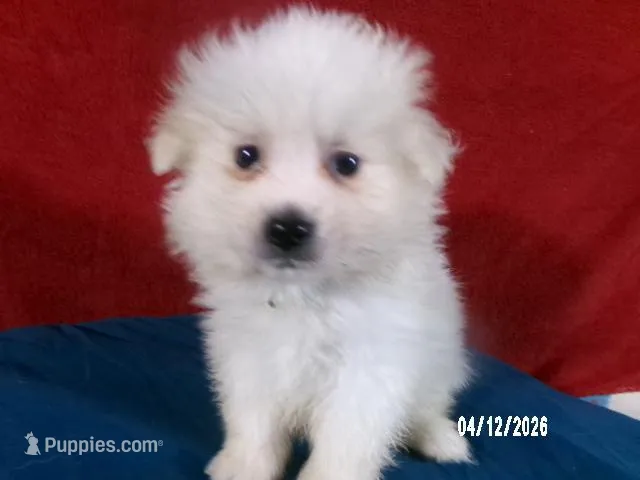 Larry - Blue – American Eskimo puppy for sale in Anderson, SC