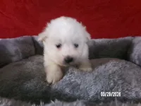Larry, a male American Eskimo for sale in Anderson, SC – Photo 1 of 4