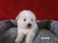 Larry, a male American Eskimo for sale in Anderson, SC – Photo 3 of 4