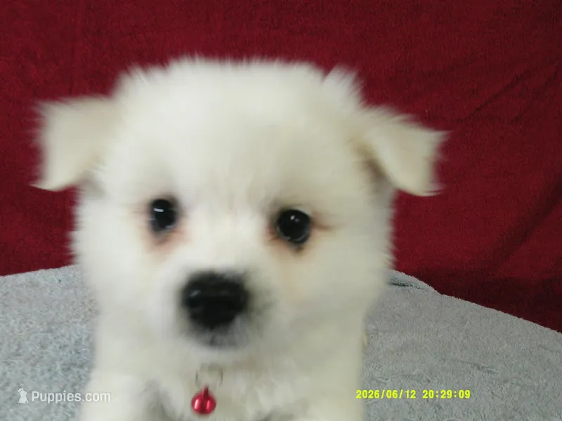 D-Red – American Eskimo puppy for sale in Anderson, SC