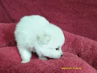 Robert, a male Pomeranian for sale in Anderson, SC – 2 of 5