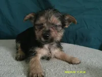 Olivia, a female Pomeranian and Yorkshire Terrier for sale in Anderson, SC – 3 of 10