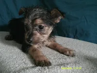 Emma, a female Pomeranian and Yorkshire Terrier for sale in Anderson, SC – 3 of 10