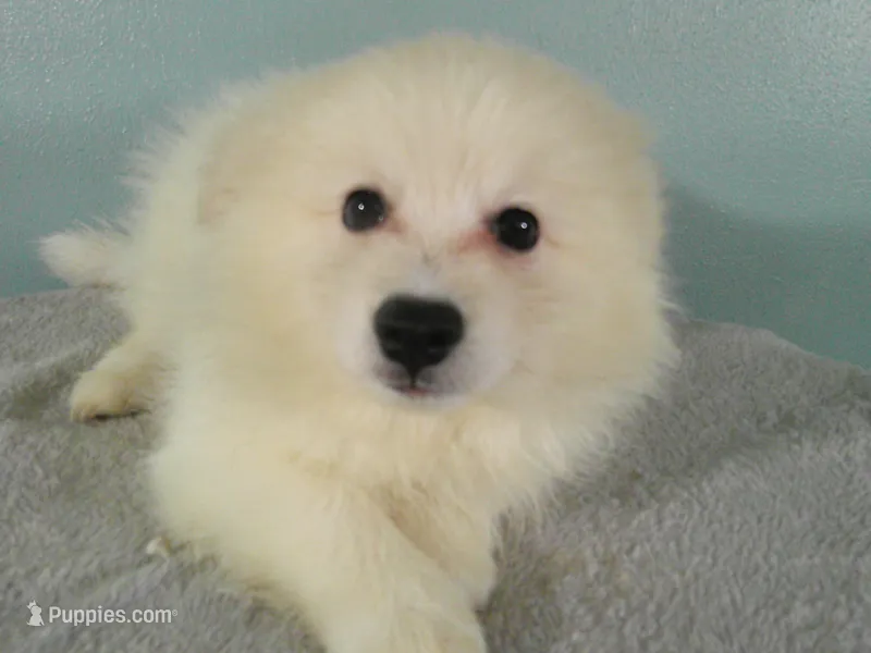 Robert – Pomeranian puppy for sale in Anderson, SC