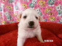 Sabrina, a female American Eskimo for sale in Anderson, SC – Photo 5 of 5