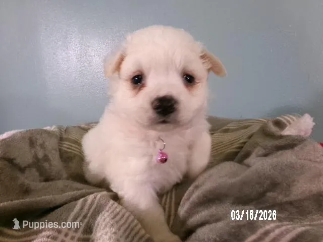 Sabrina-Pink – American Eskimo puppy for sale in Anderson, SC