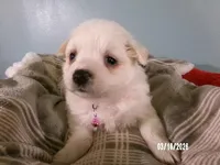 Sabrina-Pink, a female American Eskimo for sale in Anderson, SC – Photo 5 of 10