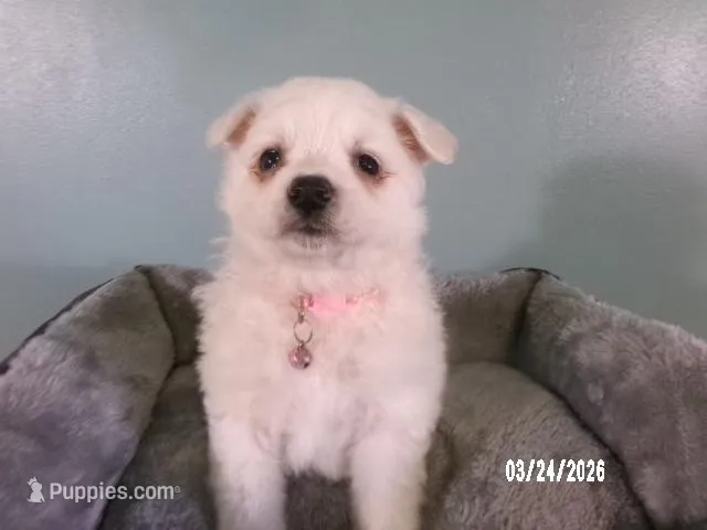 Sabrina-Pink – American Eskimo puppy for sale in Anderson, SC
