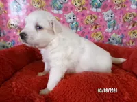 Sabrina, a female American Eskimo for sale in Anderson, SC – Photo 2 of 5