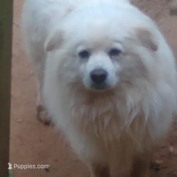 Sabrina-Pink, a female American Eskimo for sale in Anderson, SC – Photo 9 of 10