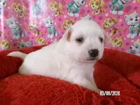 Sabrina, a female American Eskimo for sale in Anderson, SC – Photo 4 of 5