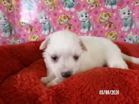 Sabrina, a female American Eskimo for sale in Anderson, SC – Photo 3 of 5