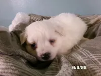 Sabrina-Pink, a female American Eskimo for sale in Anderson, SC – Photo 4 of 10