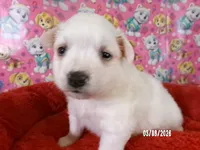 Sabrina, a female American Eskimo for sale in Anderson, SC – Photo 1 of 5