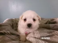 Sabrina-Pink, a female American Eskimo for sale in Anderson, SC – Photo 2 of 10