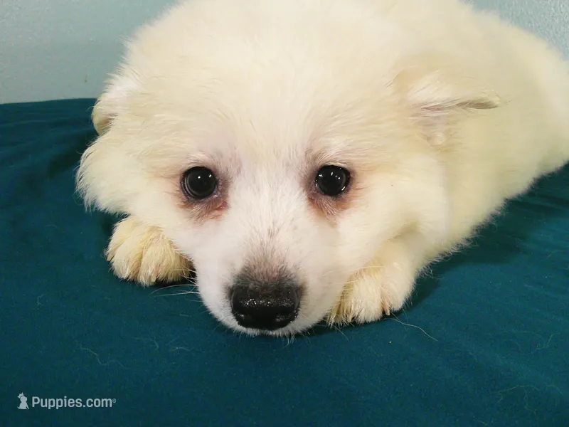 S-Red – American Eskimo puppy for sale in Anderson, SC