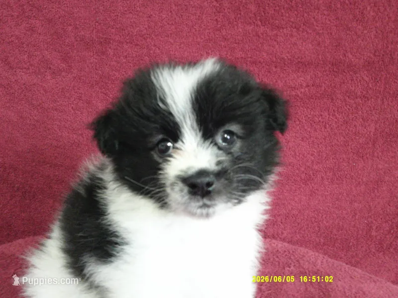 Dylan – Pomeranian puppy for sale in Anderson, SC