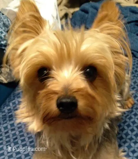 Liam, a male Pomeranian and Yorkshire Terrier for sale in Anderson, SC – Photo 3 of 4