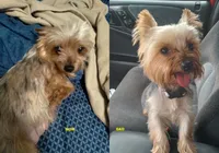 Willie, a male Yorkshire Terrier for sale in Anderson, SC – 2 of 2
