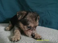 Amelia, a female Pomeranian and Yorkshire Terrier for sale in Anderson, SC – 3 of 10