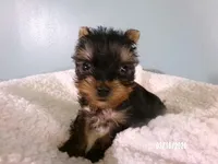 Apollo, a male Yorkshire Terrier for sale in Anderson, SC – Photo 3 of 8