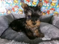 Charlie-Apollo, a male Yorkshire Terrier for sale in Anderson, SC – Photo 7 of 8