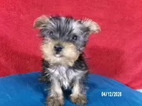 Charlie-Apollo, a male Yorkshire Terrier for sale in Anderson, SC – Photo 5 of 9