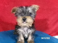 Charlie-Apollo, a male Yorkshire Terrier for sale in Anderson, SC – Photo 2 of 9