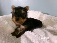 Apollo, a male Yorkshire Terrier for sale in Anderson, SC – Photo 1 of 8