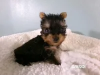 Apollo, a male Yorkshire Terrier for sale in Anderson, SC – Photo 2 of 8