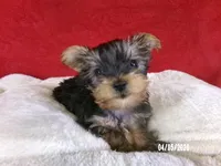 Charlie-Apollo, a male Yorkshire Terrier for sale in Anderson, SC – Photo 3 of 8