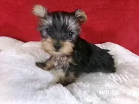 Charlie-Apollo, a male Yorkshire Terrier for sale in Anderson, SC – Photo 4 of 8