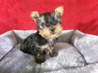 Charlie-Apollo, a male Yorkshire Terrier for sale in Anderson, SC – Photo 6 of 8
