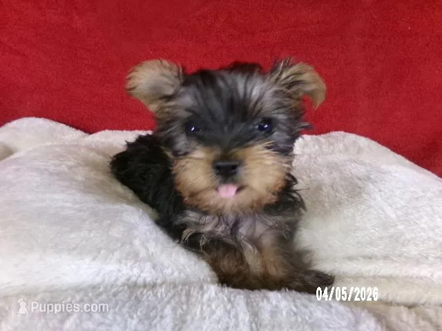 Apollo – Yorkshire Terrier puppy for sale in Anderson, SC