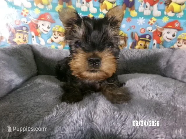 Apollo – Yorkshire Terrier puppy for sale in Anderson, SC