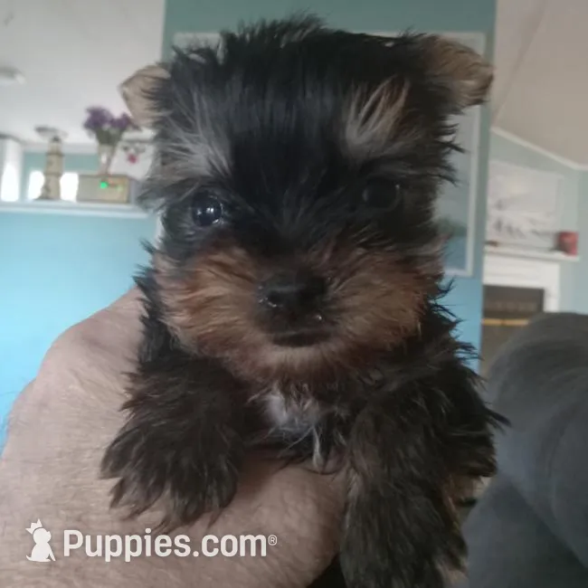 Apollo, a male Yorkshire Terrier for sale in Anderson, SC – Photo 6 of 8