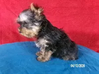 Charlie-Apollo, a male Yorkshire Terrier for sale in Anderson, SC – Photo 4 of 9