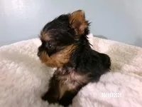 Apollo, a male Yorkshire Terrier for sale in Anderson, SC – Photo 5 of 8