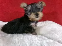 Charlie-Apollo, a male Yorkshire Terrier for sale in Anderson, SC – Photo 2 of 8