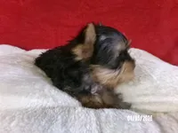 Charlie-Apollo, a male Yorkshire Terrier for sale in Anderson, SC – Photo 5 of 8