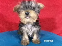 Charlie-Apollo, a male Yorkshire Terrier for sale in Anderson, SC – Photo 3 of 9