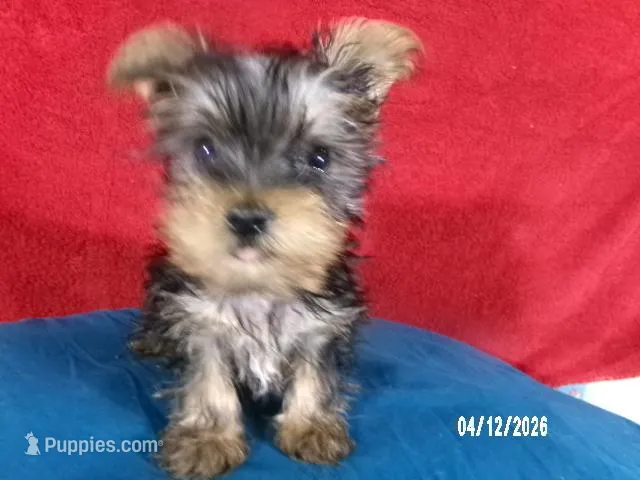 Charlie-Apollo – Yorkshire Terrier puppy for sale in Anderson, SC