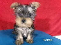 Charlie-Apollo, a male Yorkshire Terrier for sale in Anderson, SC – Photo 1 of 9