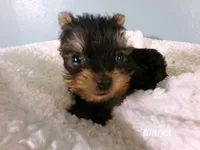 Apollo, a male Yorkshire Terrier for sale in Anderson, SC – Photo 4 of 8