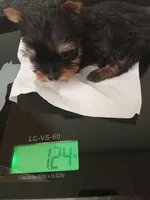 Apollo, a male Yorkshire Terrier for sale in Anderson, SC – Photo 7 of 8